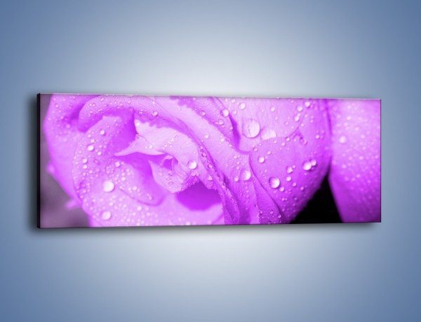 Obraz na płótnie – Jasno fioletowe skropione płatki – jednoczęściowy panoramiczny K1020