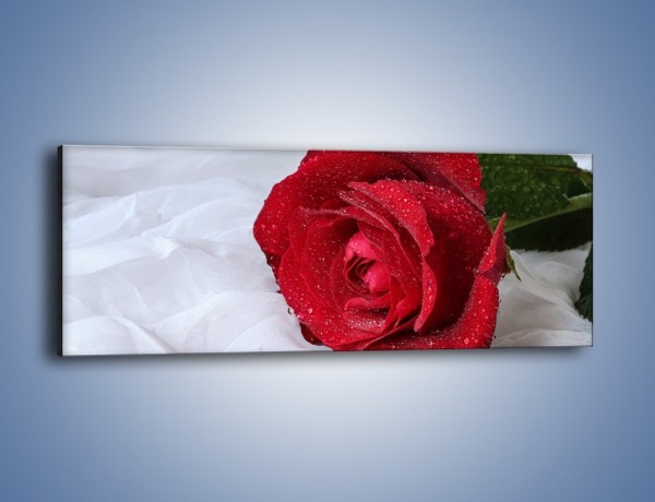 Obraz na płótnie – Bordowa róża na białej pościeli – jednoczęściowy panoramiczny K1023