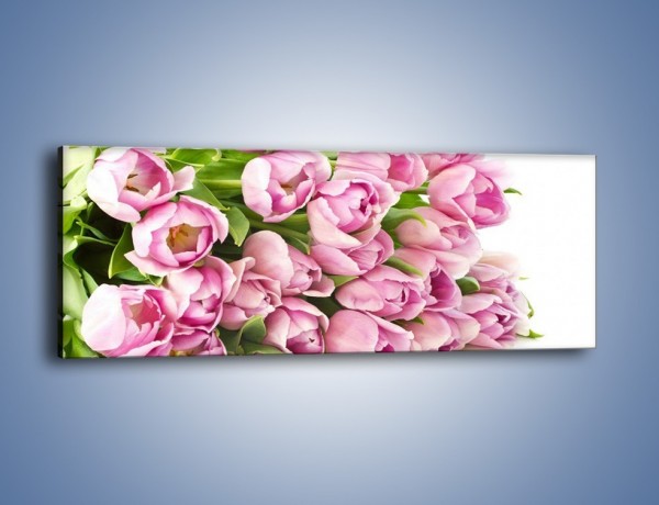 Obraz na płótnie – Ścięte tulipany w bieli – jednoczęściowy panoramiczny K110