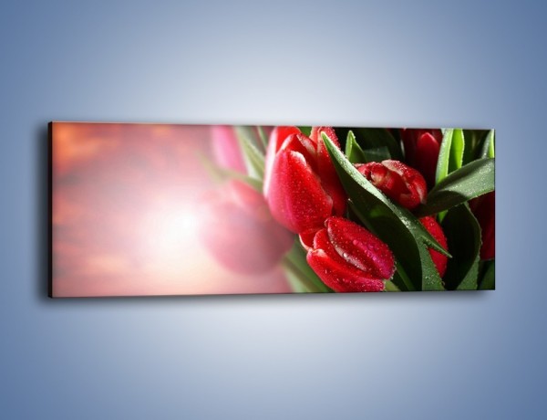 Obraz na płótnie – Ulewa nie straszna tulipanom – jednoczęściowy panoramiczny K113