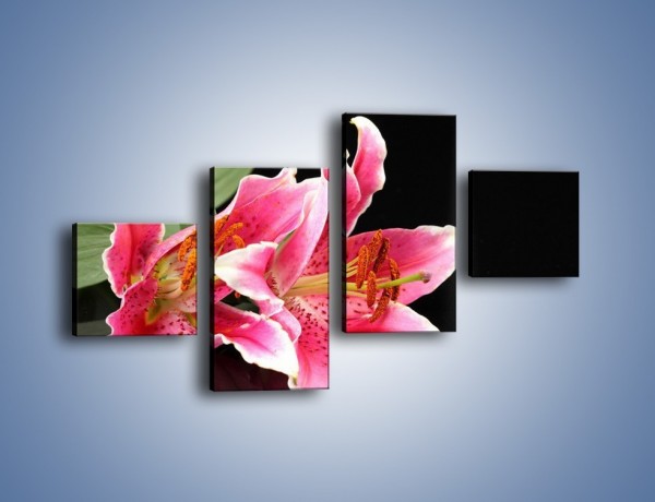 Obraz na płótnie – Rozwinięte lilie na czarnym tle – czteroczęściowy K007W3