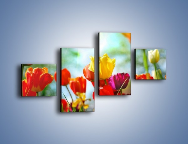 Obraz na płótnie – Pole polskich tulipanów – czteroczęściowy K011W3