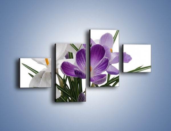 Obraz na płótnie – Biało-fioletowe krokusy – czteroczęściowy K020W3