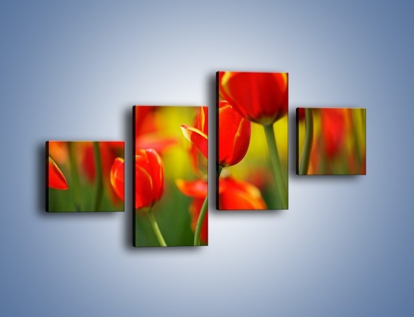 Obraz na płótnie – Wyraźny charakter tulipanów – czteroczęściowy K349W3