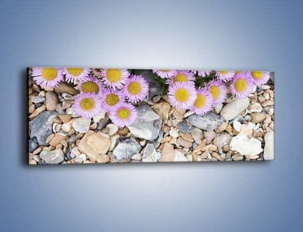 Obraz na płótnie – Kolorowe kamienie czy małe kwiatuszki – jednoczęściowy panoramiczny K146