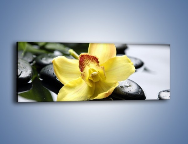 Obraz na płótnie – Żółty kwiat na mokrych kamieniach – jednoczęściowy panoramiczny K155
