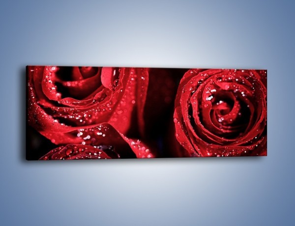 Obraz na płótnie – Róża czerwona jak wino – jednoczęściowy panoramiczny K170