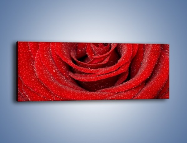 Obraz na płótnie – Czerwona moc w róży – jednoczęściowy panoramiczny K171