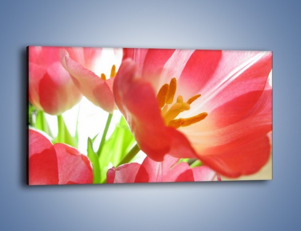 Obraz na płótnie – Rozwinięty tulipan w słońcu – jednoczęściowy panoramiczny K188