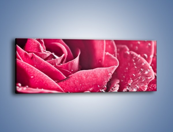 Obraz na płótnie – Różane krople – jednoczęściowy panoramiczny K194