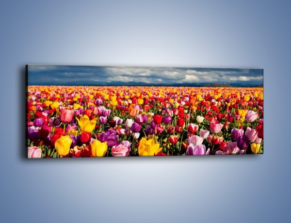 Obraz na płótnie – Kolory tęczy na łące – jednoczęściowy panoramiczny K202