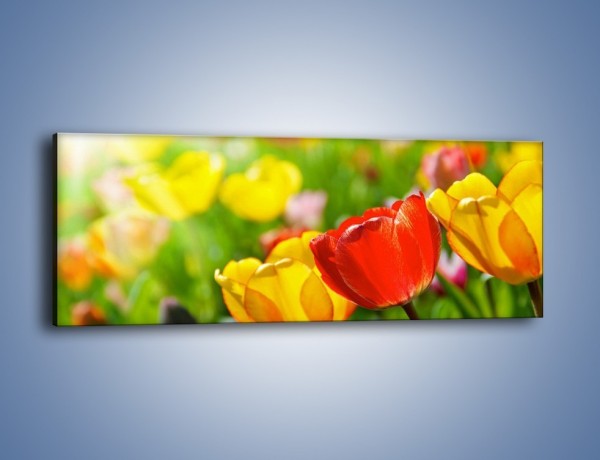 Obraz na płótnie – Wiosenne piękno w tulipanach – jednoczęściowy panoramiczny K213