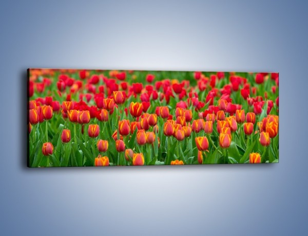 Obraz na płótnie – Tulipanowa rozkosz dla oka – jednoczęściowy panoramiczny K216