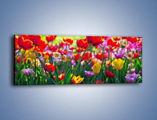 Obraz na płótnie – Odpoczynek wśród tulipanów – jednoczęściowy panoramiczny K218