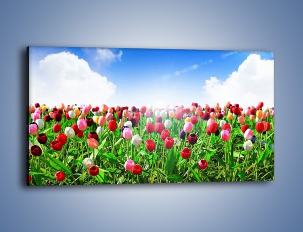 Obraz na płótnie – Droga do nieba z tulipanami – jednoczęściowy panoramiczny K219