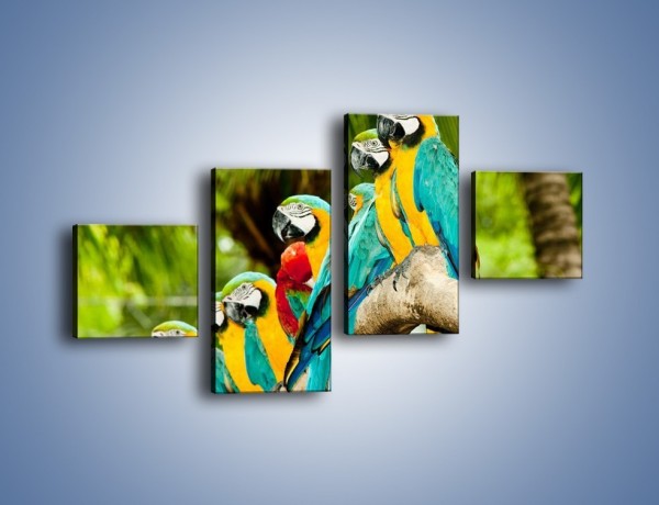 Obraz na płótnie – Kolorowe papugi w szeregu – czteroczęściowy Z029W3