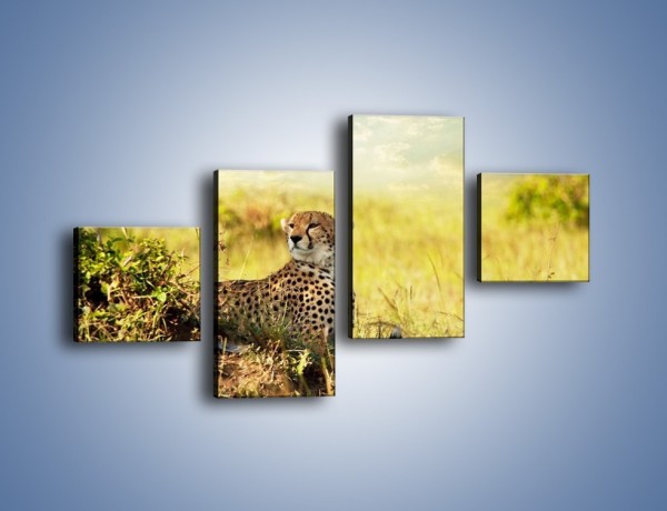Obraz na płótnie – Relaks z gepardem w cieniu – czteroczęściowy Z040W3