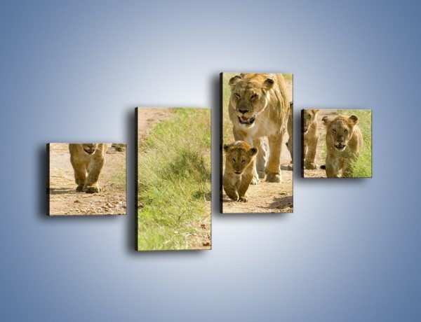 Obraz na płótnie – Spacer z małymi lwiątkami – czteroczęściowy Z112W3