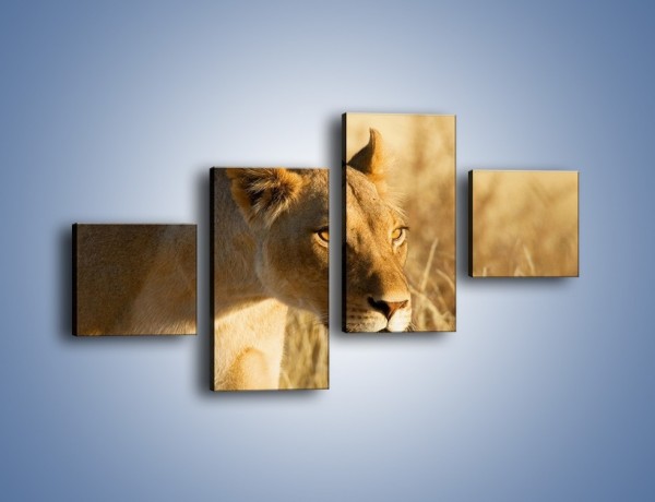 Obraz na płótnie – Polowanie z lwicą – czteroczęściowy Z132W3