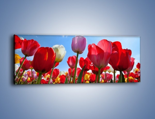 Obraz na płótnie – Kolorowy zawrót głowy z tulipanami – jednoczęściowy panoramiczny K221