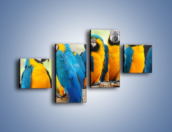 Obraz na płótnie – Pocałunek kolorowej papugi – czteroczęściowy Z187W3