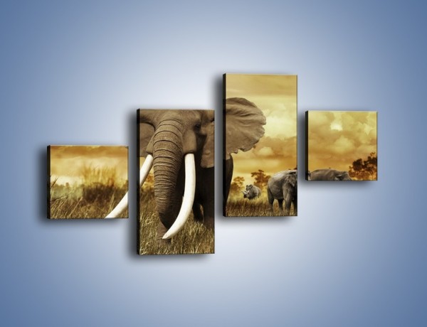 Obraz na płótnie – Drogocenne kły słonia – czteroczęściowy Z214W3