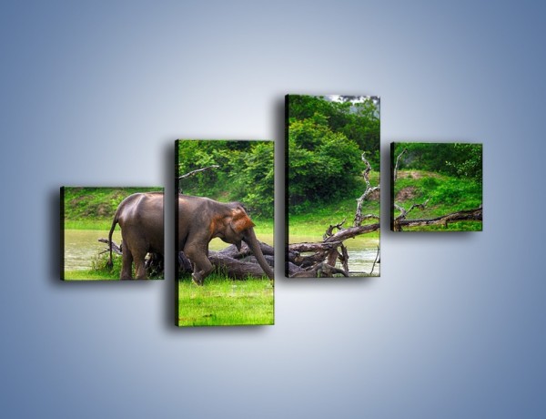 Obraz na płótnie – Kąpiel ze słoniem – czteroczęściowy Z216W3