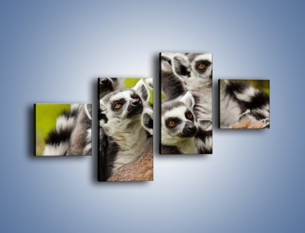 Obraz na płótnie – Wszystko wiedzące lemury – czteroczęściowy Z259W3