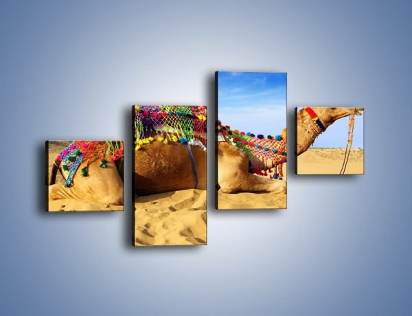 Obraz na płótnie – Wystrojony wielbłąd na pustyni – czteroczęściowy Z266W3