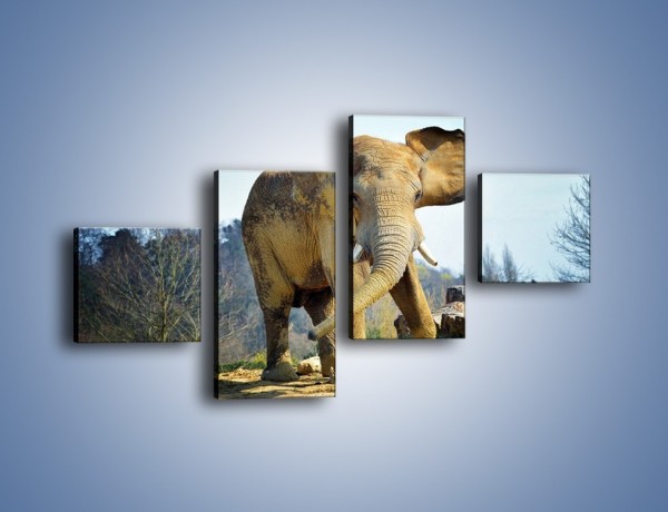 Obraz na płótnie – Ciężkie życie słonia – czteroczęściowy Z273W3