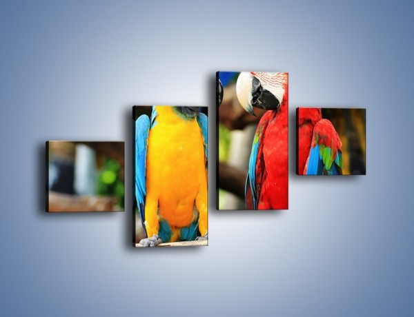 Obraz na płótnie – Ploty papuzie – czteroczęściowy Z276W3