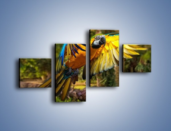 Obraz na płótnie – Rozłożone barwne skrzydła papugi – czteroczęściowy Z281W3