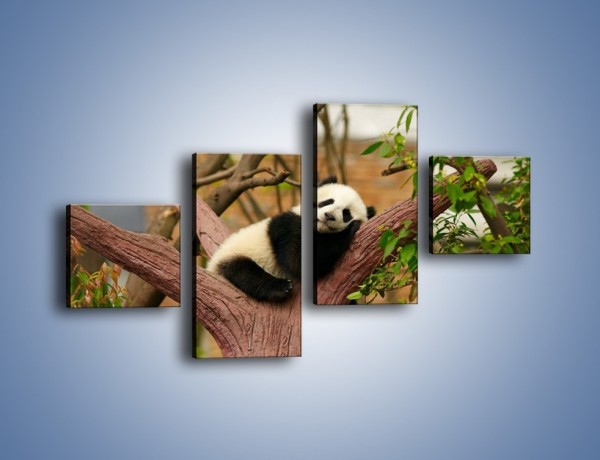 Obraz na płótnie – Sen pandy na drzewie – czteroczęściowy Z286W3