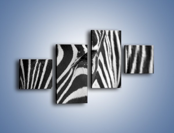 Obraz na płótnie – Zebra z bliska – czteroczęściowy Z301W3