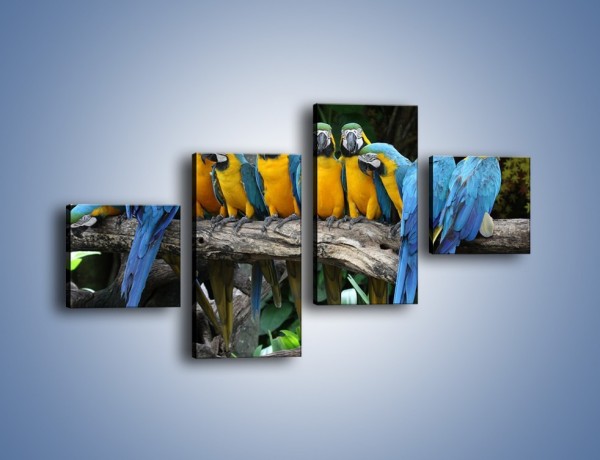 Obraz na płótnie – Narada papuziej rodziny – czteroczęściowy Z307W3