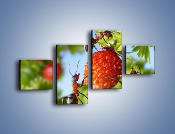 Obraz na płótnie – Mrówki i owoce – czteroczęściowy Z309W3
