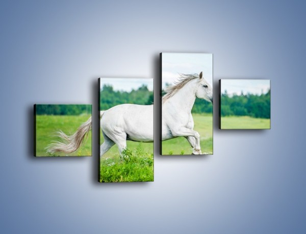 Obraz na płótnie – Biały koń i leśna polana – czteroczęściowy Z317W3