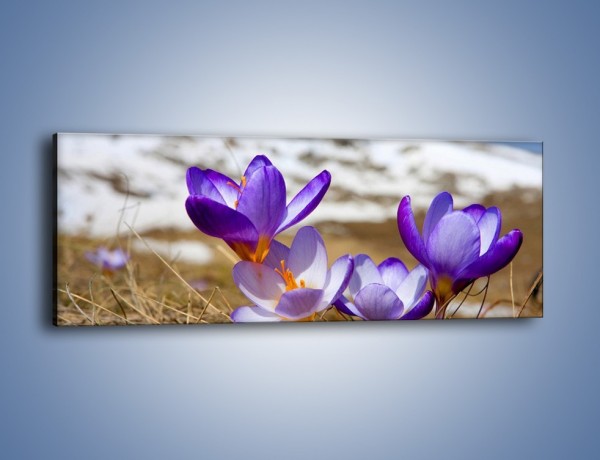 Obraz na płótnie – Zapowiedź wiosny w przebiśniegu – jednoczęściowy panoramiczny K225
