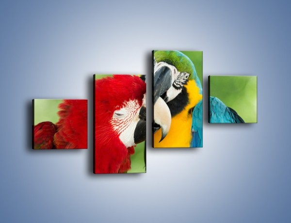 Obraz na płótnie – Miłość między papugami – czteroczęściowy Z333W3