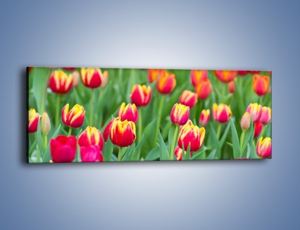 Obraz na płótnie – Spacer wśród czerwonych tulipanów – jednoczęściowy panoramiczny K231