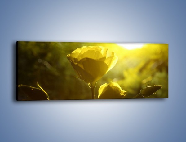 Obraz na płótnie – Dzika róża w oddali – jednoczęściowy panoramiczny K258