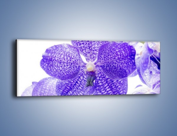 Obraz na płótnie – Jasny fiolet rządzi w kwiatach – jednoczęściowy panoramiczny K259