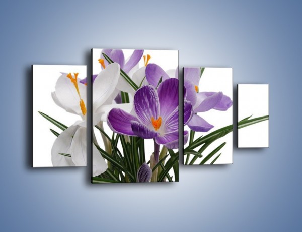 Obraz na płótnie – Biało-fioletowe krokusy – czteroczęściowy K020W4