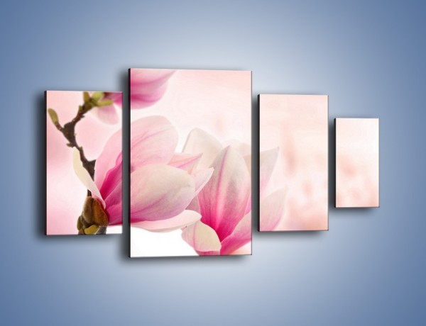 Obraz na płótnie – W pół rozwinięte biało-różowe magnolie – czteroczęściowy K033W4