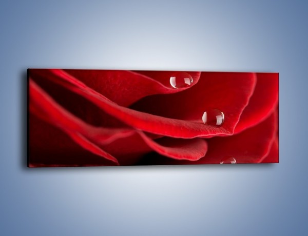 Obraz na płótnie – Krople łzy na róży – jednoczęściowy panoramiczny K312