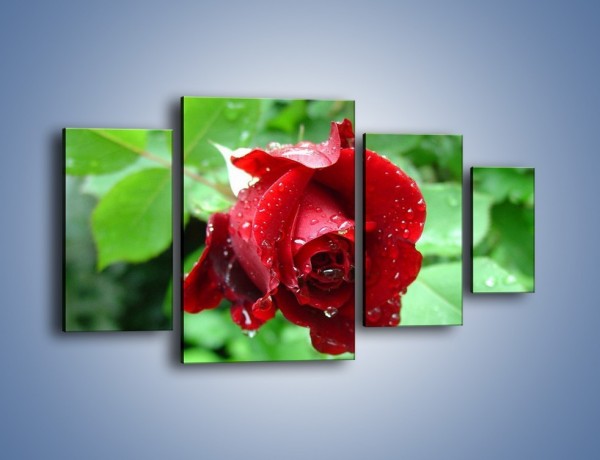 Obraz na płótnie – Zdrowa róża w ogrodzie – czteroczęściowy K875W4