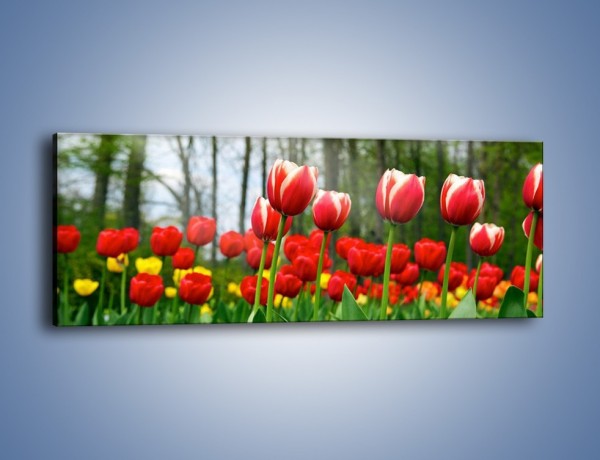 Obraz na płótnie – Leśna polana pełna tulipanów – jednoczęściowy panoramiczny K319