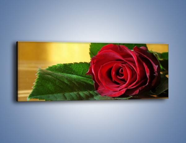 Obraz na płótnie – Róża w domowym zaciszu – jednoczęściowy panoramiczny K339