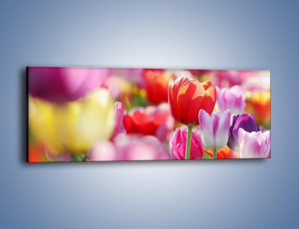Obraz na płótnie – Boso przez tulipany – jednoczęściowy panoramiczny K344