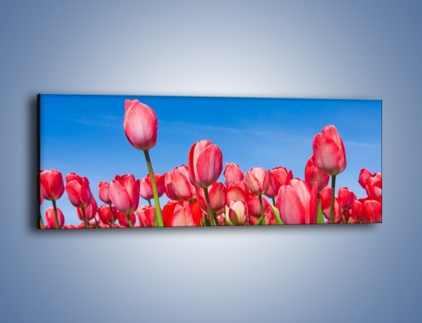 Obraz na płótnie – Tulipany czerwone jak nigdy – jednoczęściowy panoramiczny K345